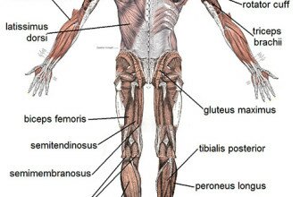 Which muscles does a Rowing Machine work?